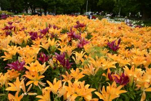 公園の百合園