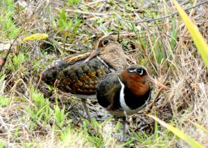 鳥のクレオパトラ