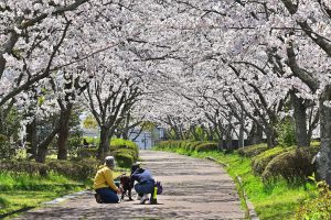 満開の遊歩道