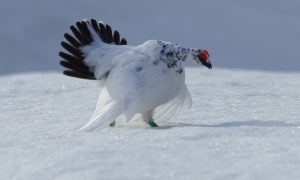 雪山のスター雷鳥