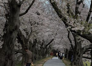 花のトンネル