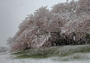 雪中桜花