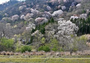 山桜満開