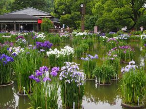 太宰府菖蒲園