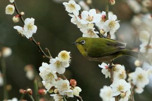 春の始まり