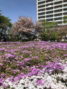 街の中の芝桜