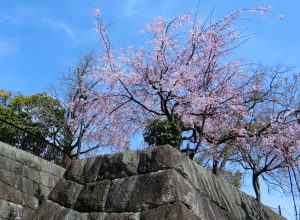 城址の1本桜