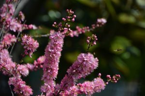 庭梅の花