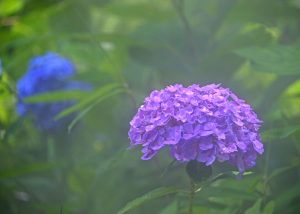 霧の中の紫陽花