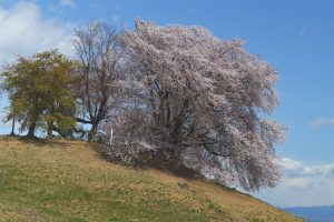 前方後円墳は花