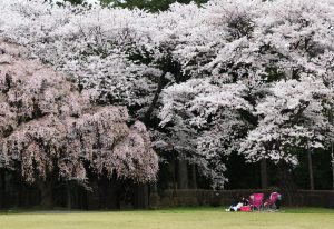 桜塀