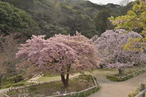 河津桜