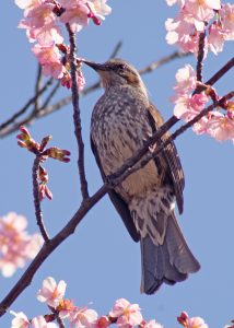 春はいいな