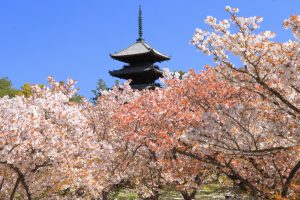 仁和寺御室桜