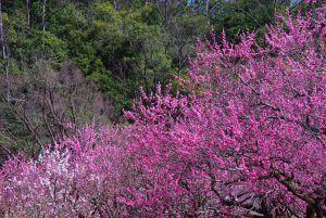 陽春の梅林公園