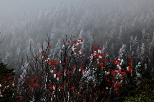 霧氷で化粧