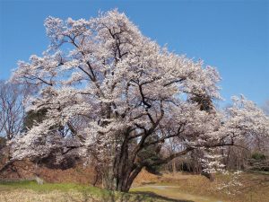鉢形城一本桜