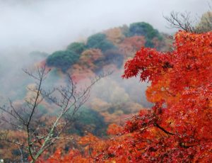 山 粧ふ　