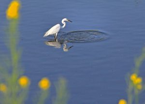 春の小川