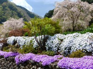 あきる野乙津の桜