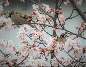 春が来た　