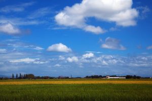 夏の近江平野