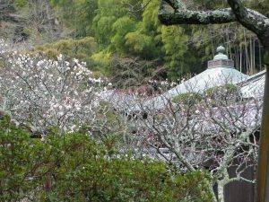 東慶寺の白梅