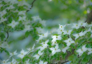 初夏の華やぎ