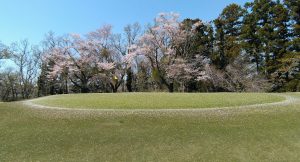 グリーンと桜