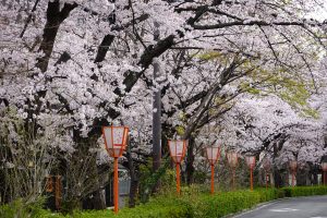 京都の春　