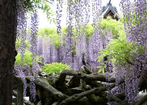 上高場の大藤　