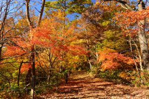 紅葉の絨毯