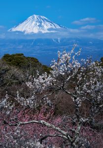 早春の駿河富士