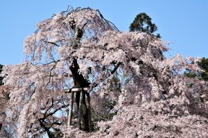 醍醐の花見