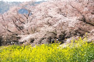 満開の背割桜