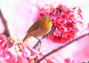 カンヒザクラの花纏う