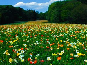 高原の花道