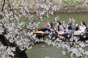 お花見 　