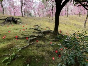 洛南の落ち椿