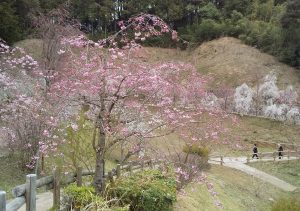 里山の春