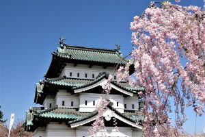 みちのく桜(弘前城)