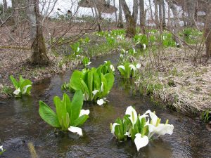 薬来山に咲く水芭蕉