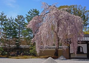 佐藤　敬文京都東山・高台寺の春