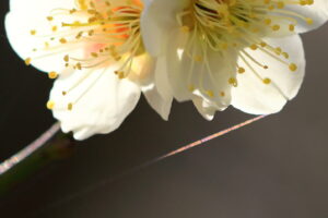 梅に蜘蛛の糸