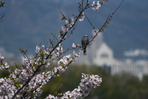 遥か議事堂？を望む