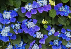 紫陽花