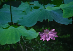 鏡面華