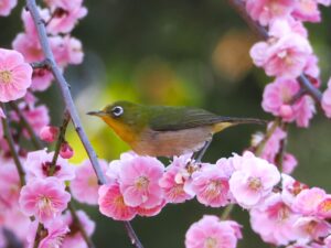 梅とメジロ