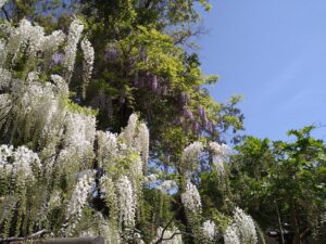 春日大社萬葉植物園（ふじ）
