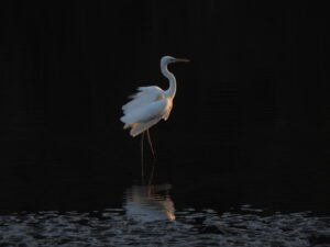 夕日を見つめて　